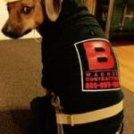 Dog in plumbing costume